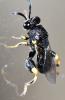 Brachymeria sp.